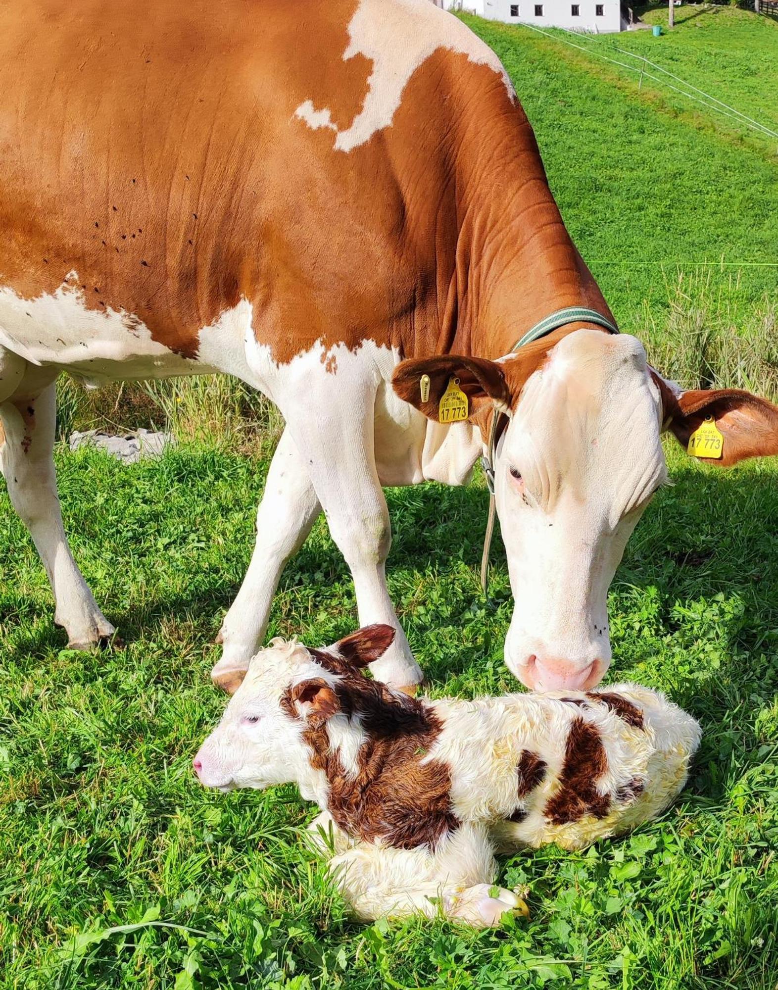 Farma Fuerhapter Mit Bio- Bauernhof
