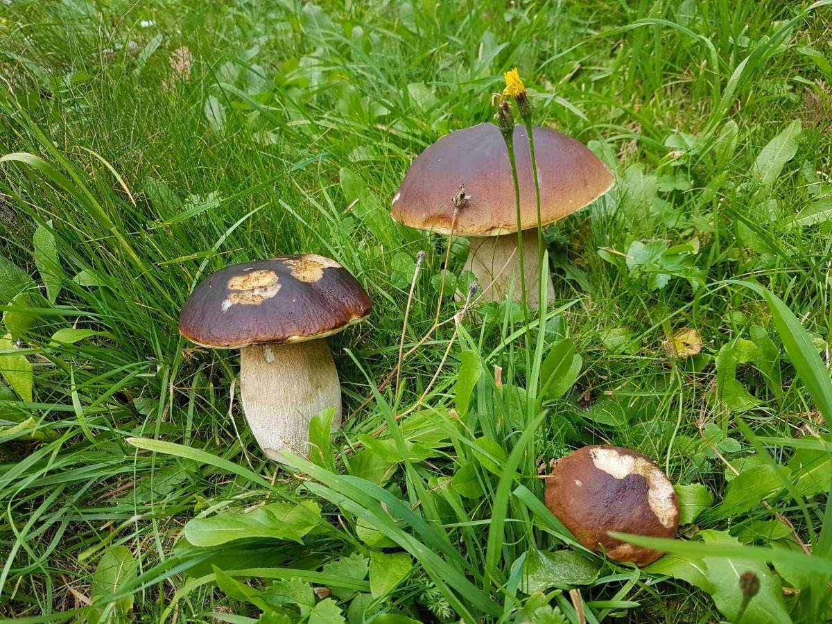 Fürhapter Mit Bio- Bauernhof * St. Jakob in Defereggen